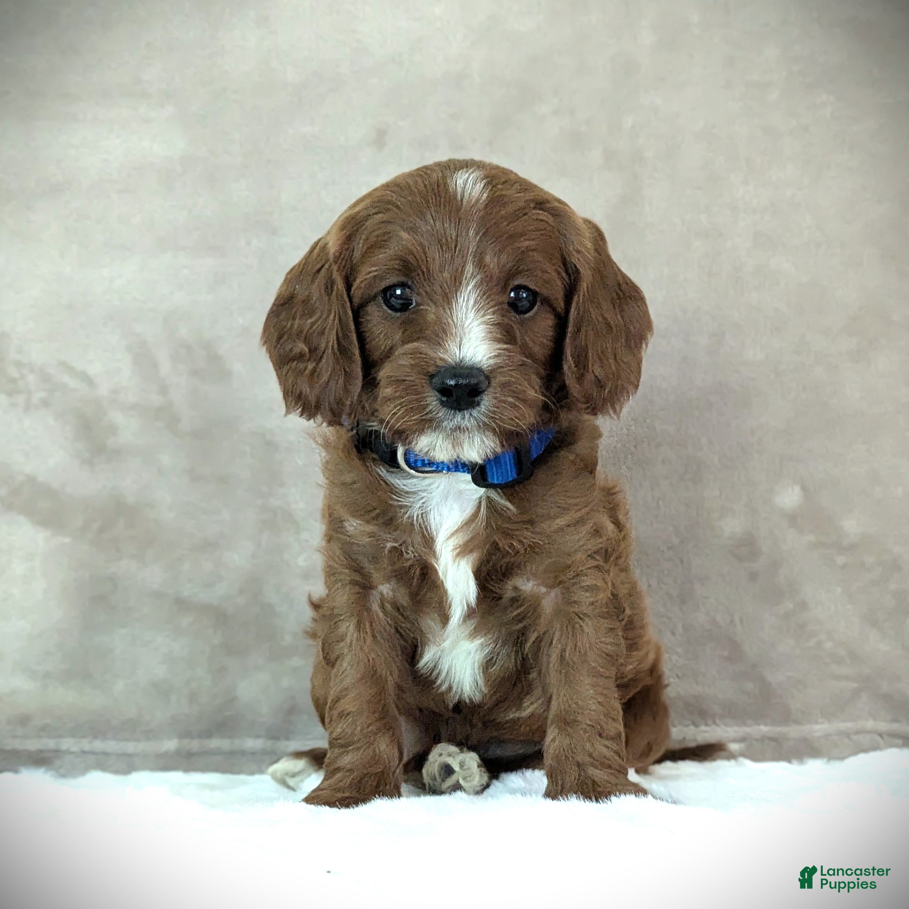 Cavapoo dogs Max - Ad 1