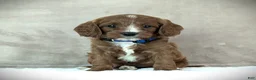 Cavapoo dogs for sale: Max - Ad 1