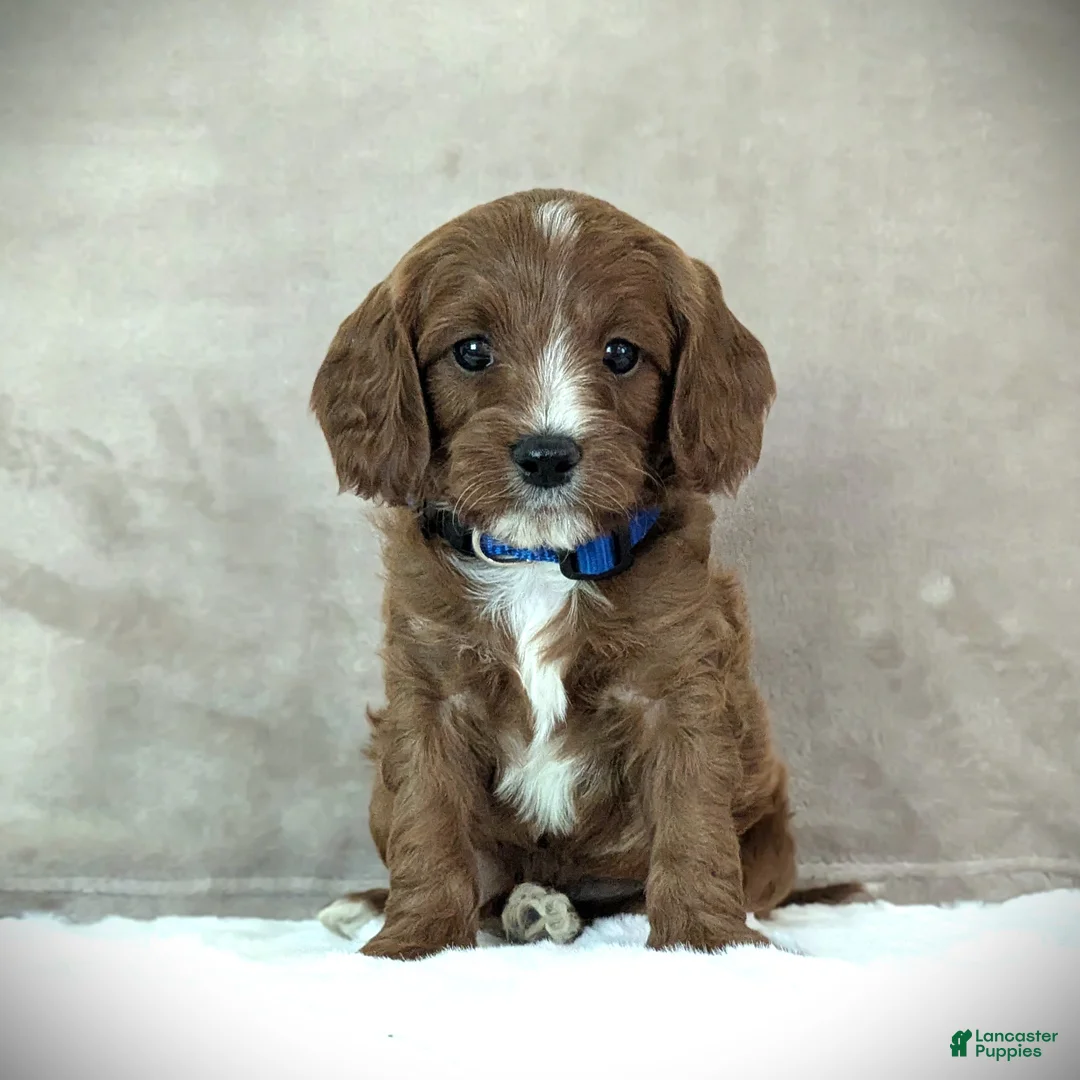Cavapoo dogs for sale: Max - Ad 1