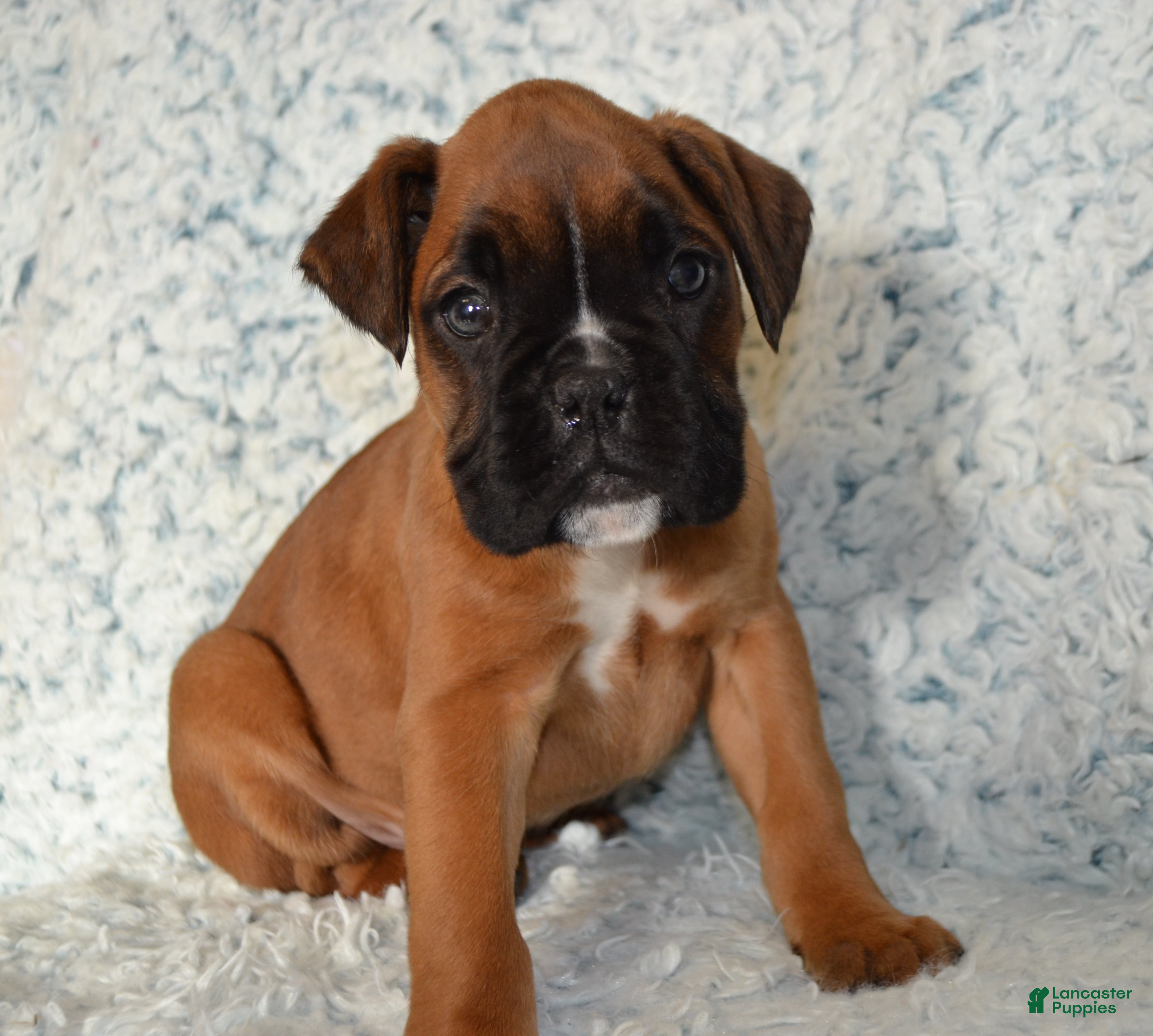 Boxer dogs Reena - Ad 42