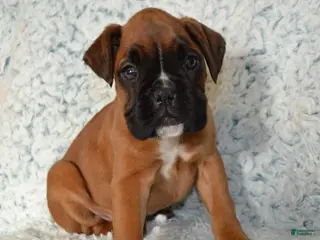 Boxer dogs Reena - Ad 42