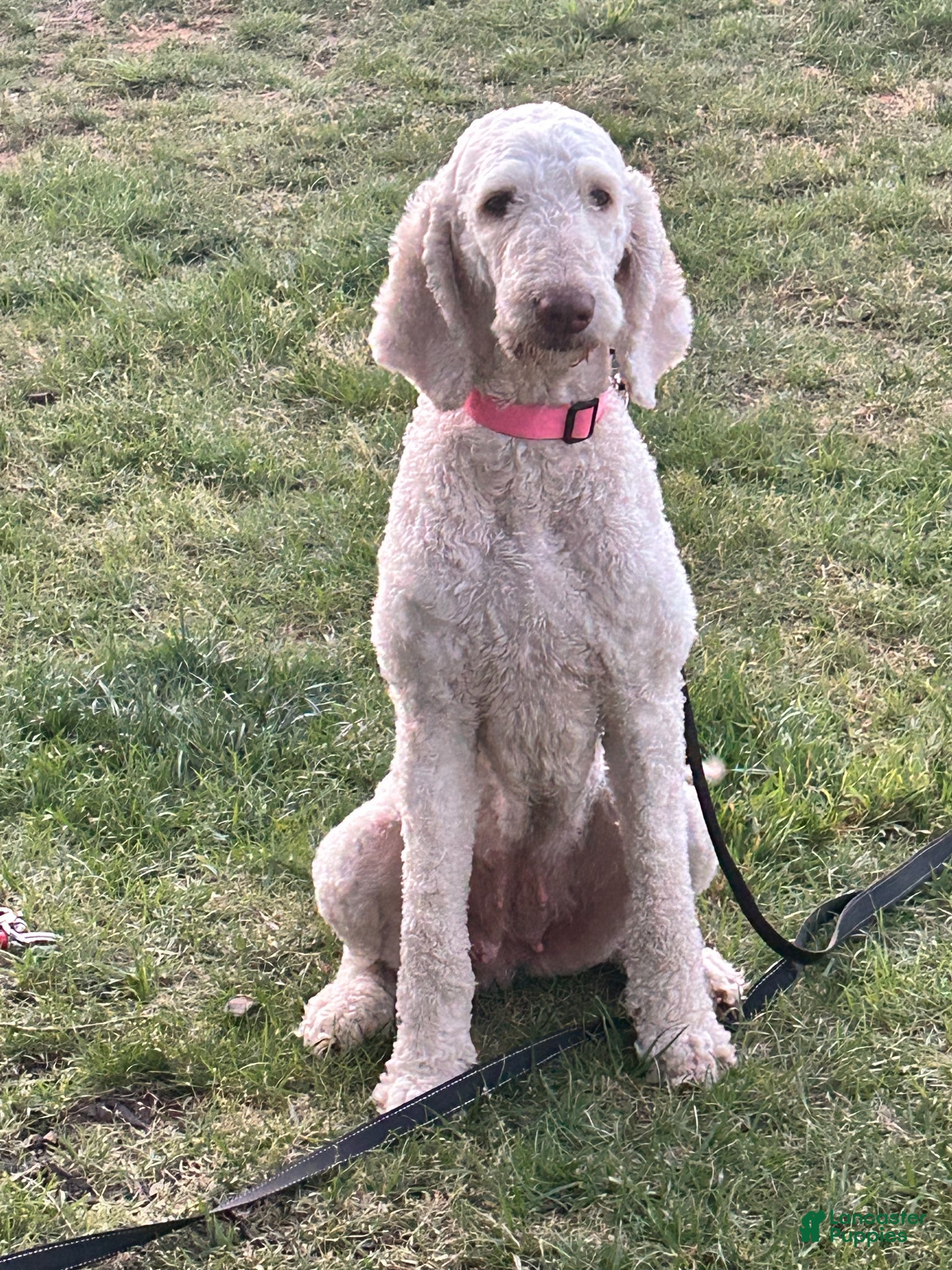 Goldendoodle dogs "Goldie" Goldendoodle 1 - Ad 23