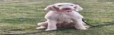 "Goldie" Goldendoodle 1