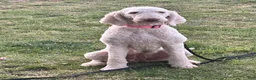 Goldendoodle dogs for sale: "Goldie" Goldendoodle 1 - Ad 1