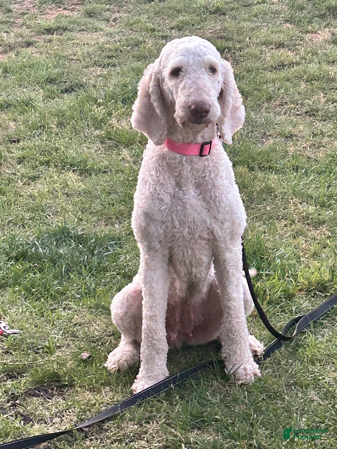 Goldendoodle dogs for sale: "Goldie" Goldendoodle 1 - Ad 1