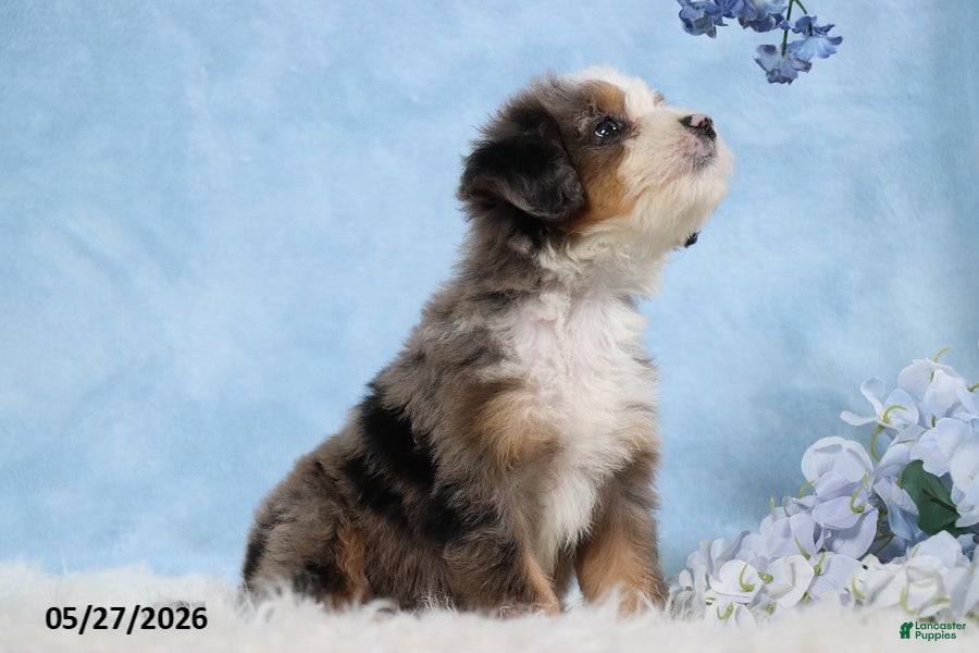 Mini Bernedoodle dogs Delfina - Ad 2