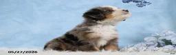 Mini Bernedoodle dogs for sale: Delfina - Ad 2