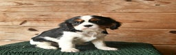 Cavalier King Charles Spaniel dogs for sale: Opal  - Ad 3