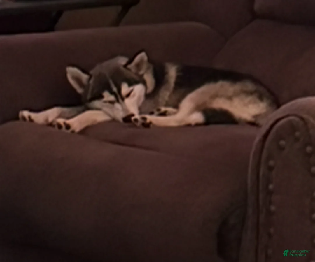 Pomsky dogs for sale: Sev - Ad 9