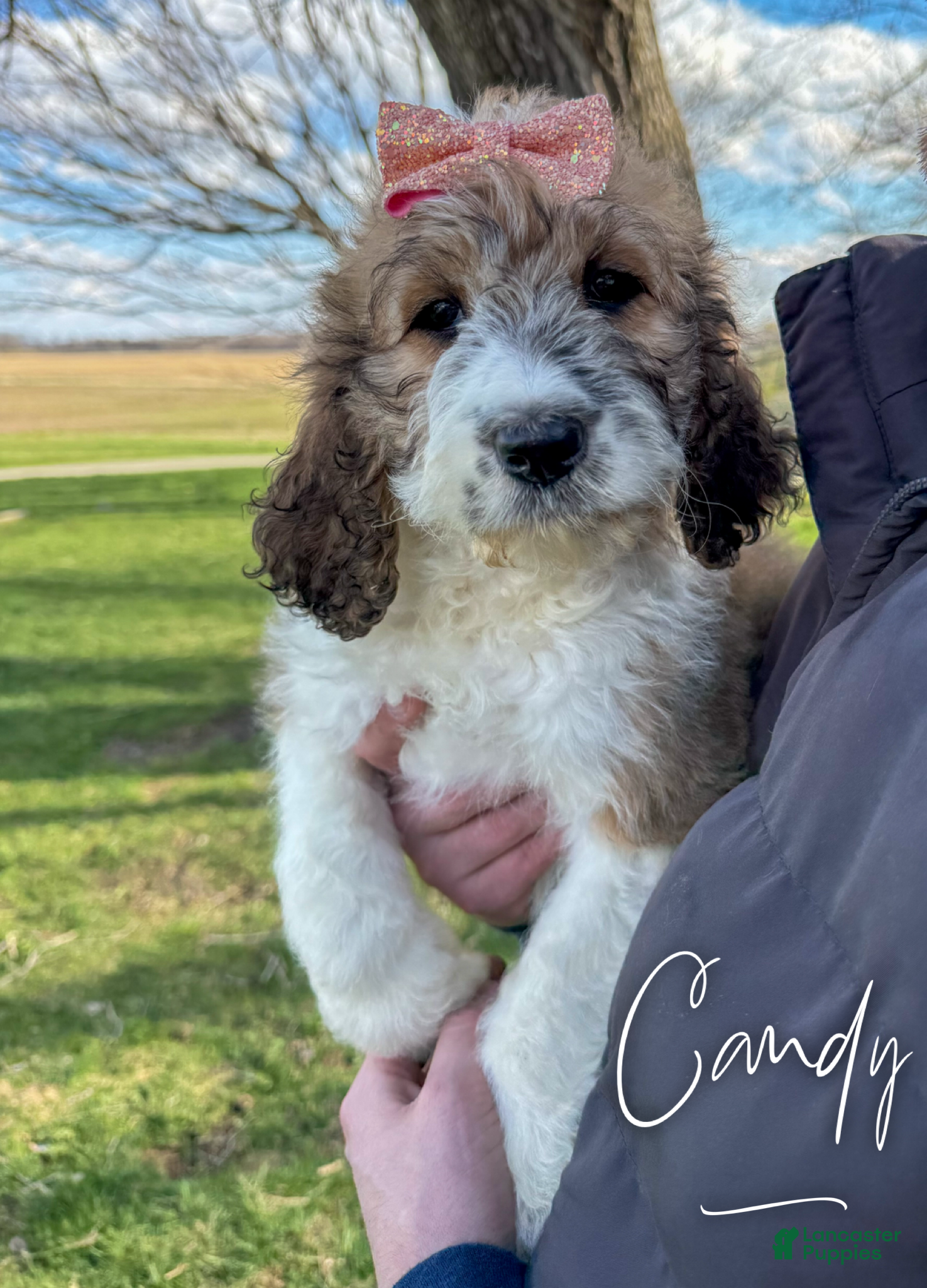 Saint Berdoodles dogs Candy - Standard F1b - Ad 1