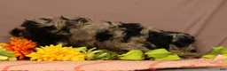 Cavapoo dogs for sale: Volt - Ad 4
