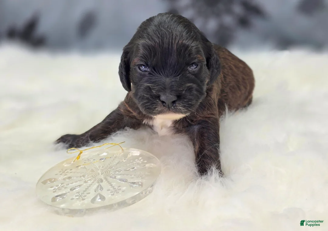 Cockapoo dogs for sale: Vega - Ad 6