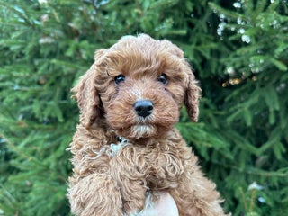 Cavapoo dogs - Ad 32