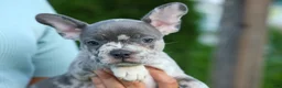 Frenchton dogs for sale: MINDY - Ad 20