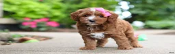 Cavapoo dogs for sale: Autumn - Ad 6