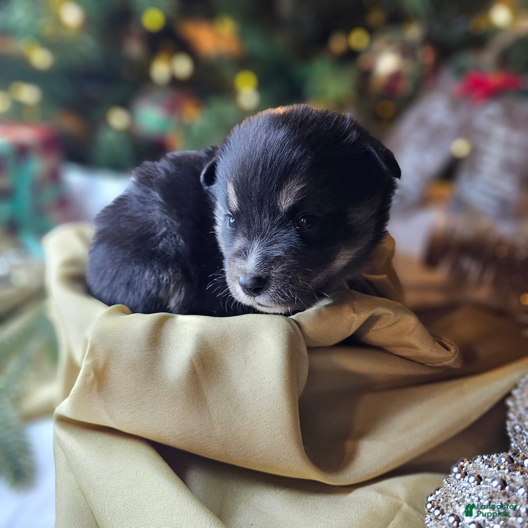 Mixed Breed dogs for sale: The Enchanted Pomalier 🐾 - Ad 15