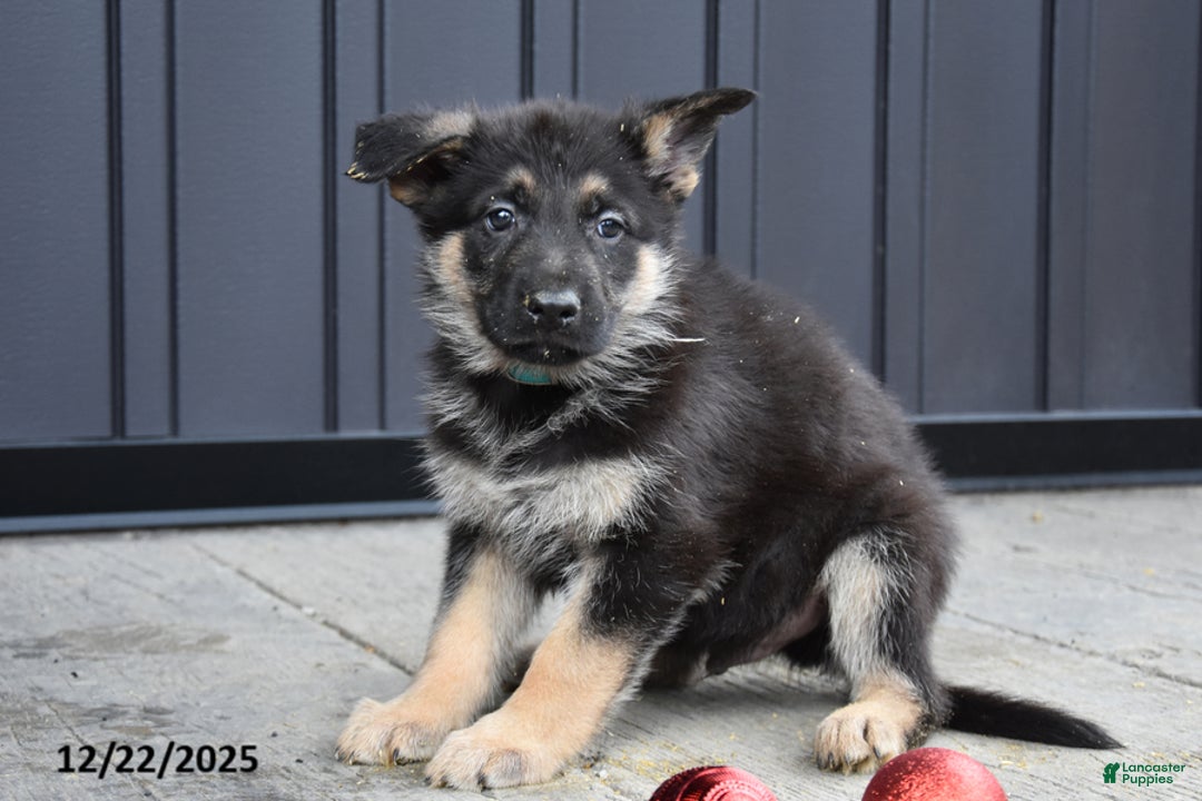 German Shepherd dogs for sale: Lincoln - Ad 2