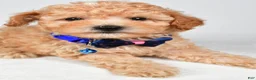 Miniature Poodle dogs for sale: Brady - Ad 6