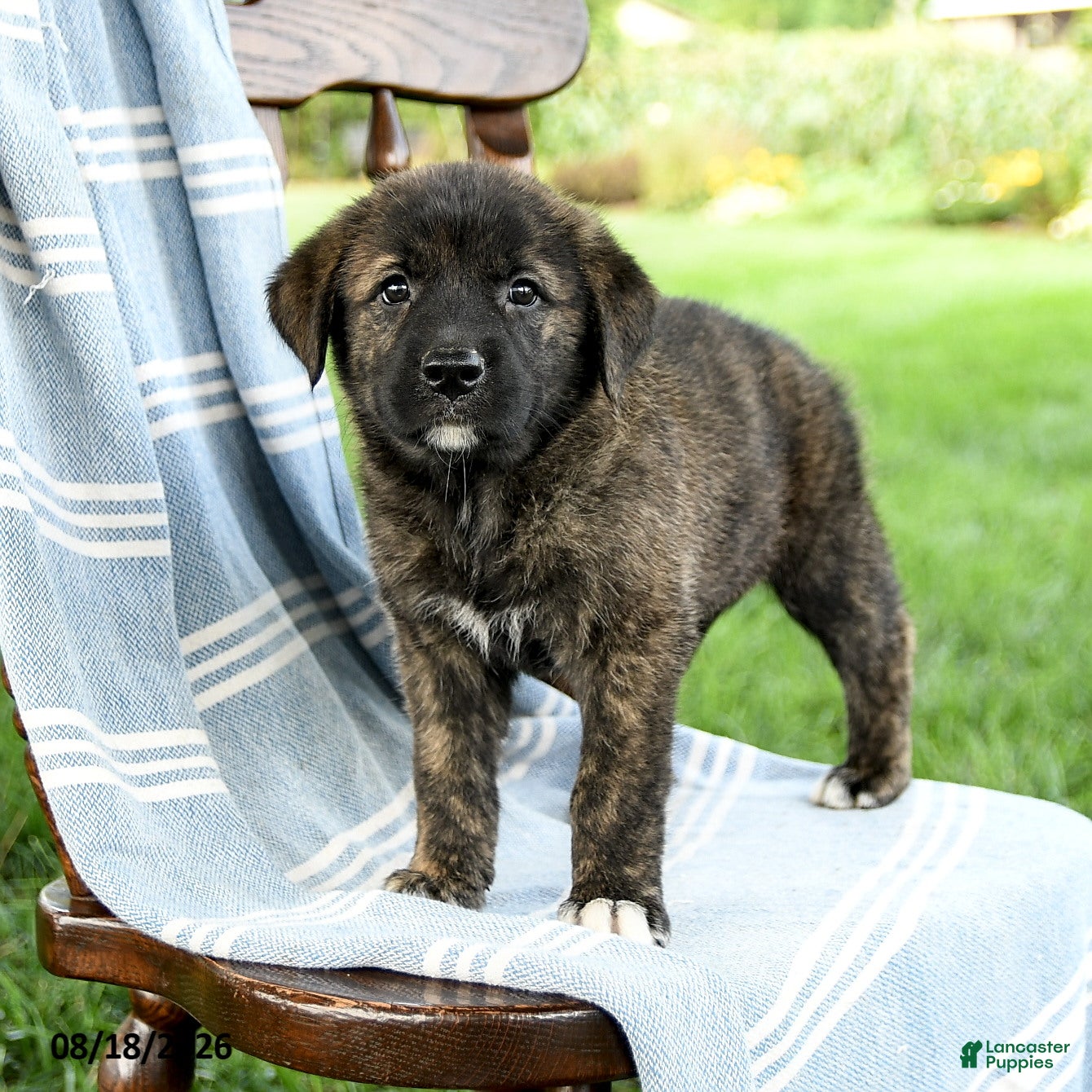 Mixed Breed dogs Camila - Ad 1