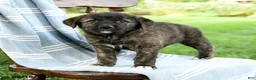 Mixed Breed dogs for sale: Camila - Ad 1