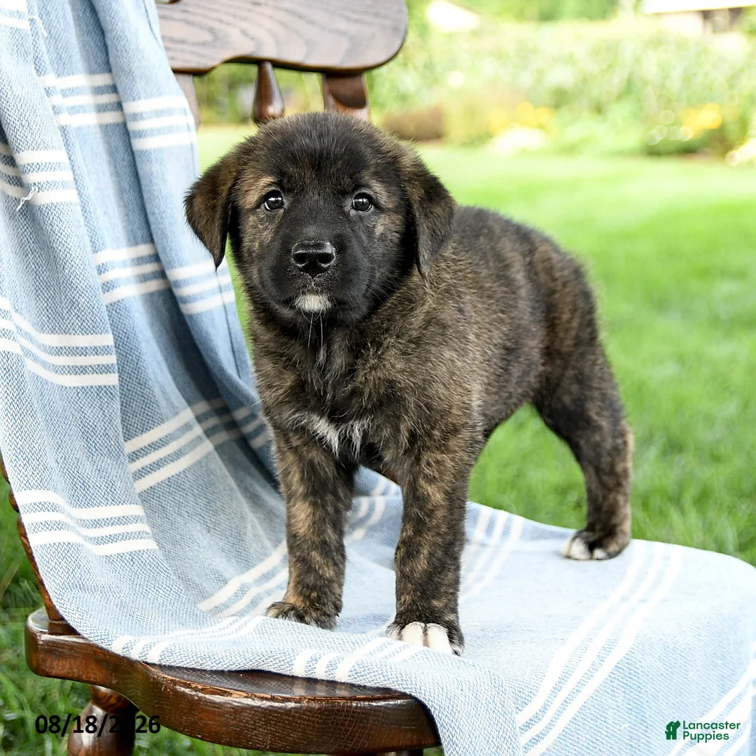 Mixed Breed dogs for sale: Camila - Ad 1