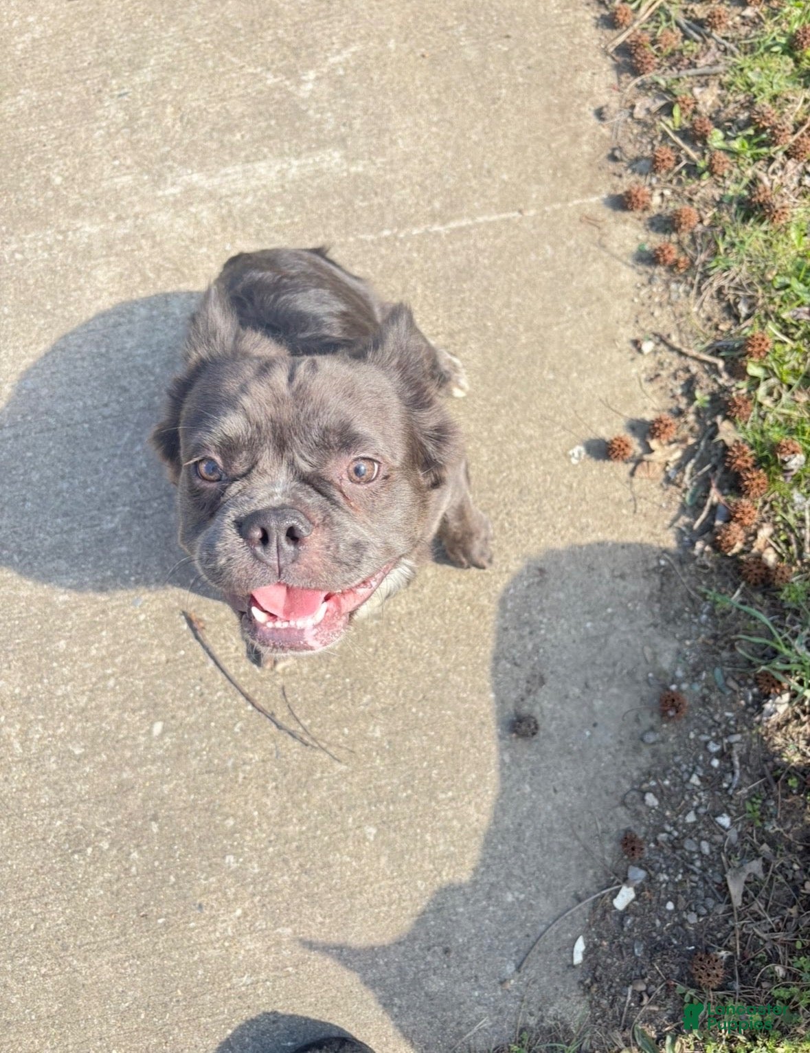 French Bulldog dogs Stud price - Ad 32