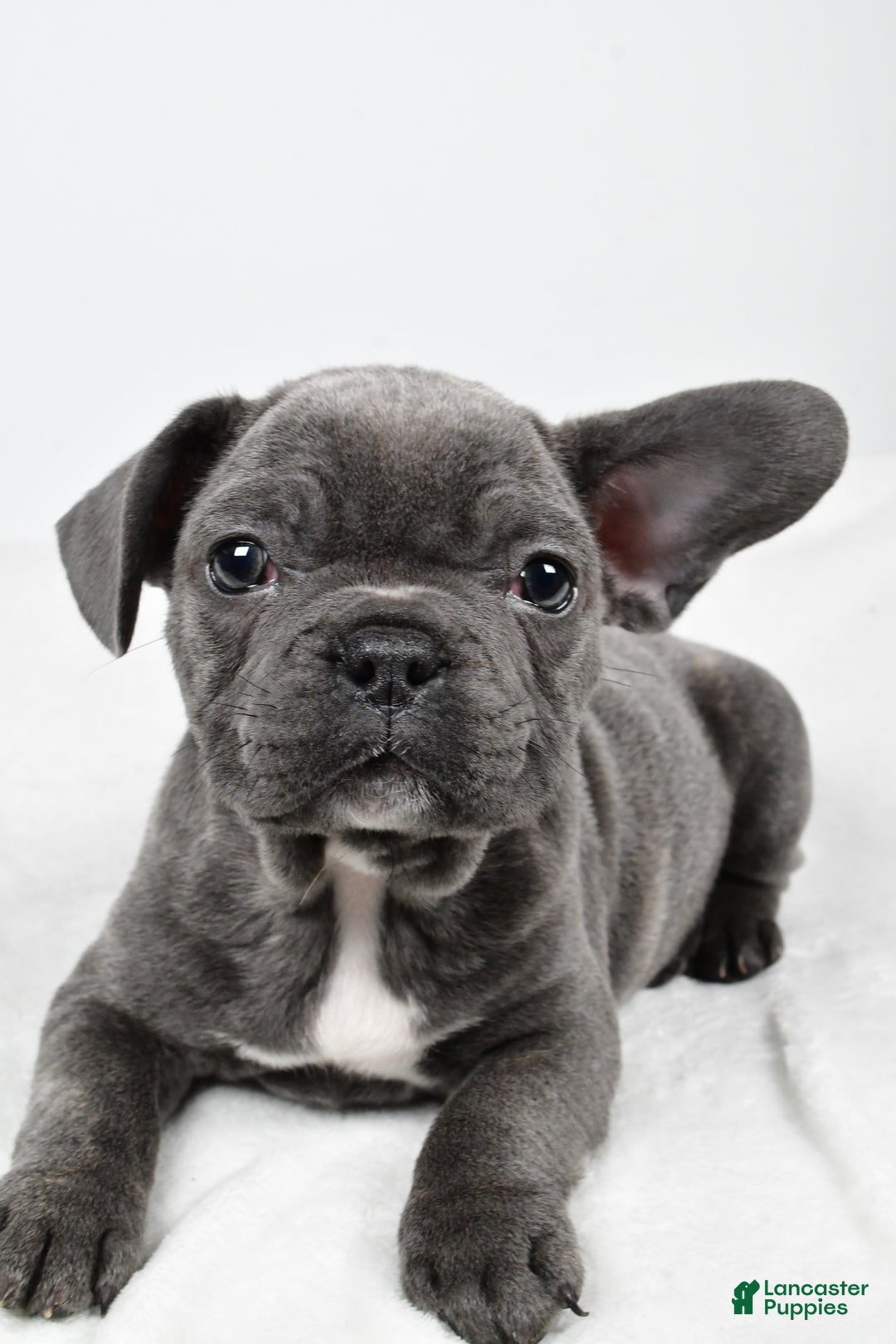 Mixed Breed dogs for sale: Randy - Ad 3