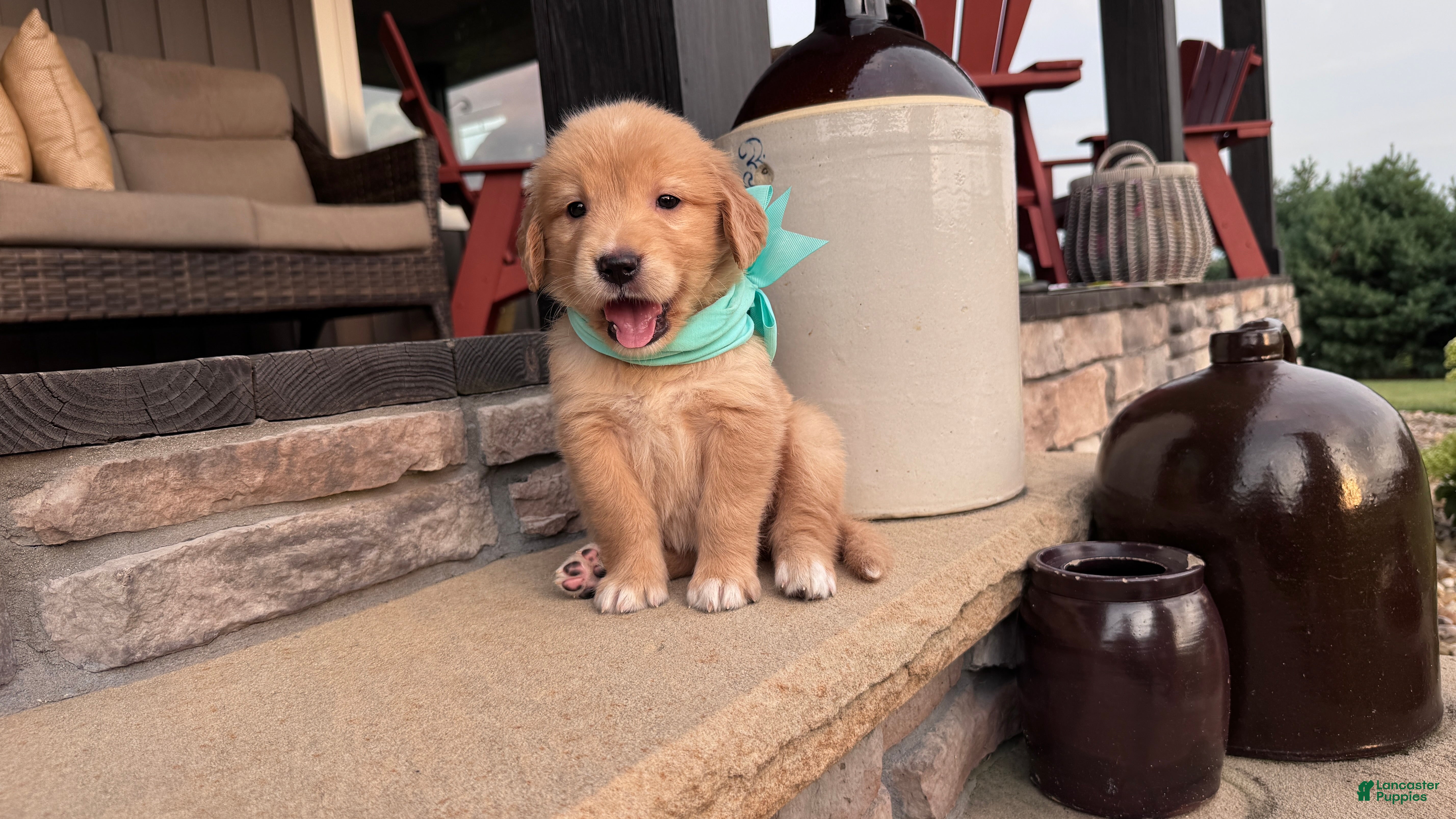 Golden Retriever dogs AKC Miss Sadie - Ad 2