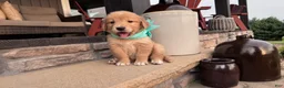 Golden Retriever dogs for sale: AKC Miss Sadie - Ad 2