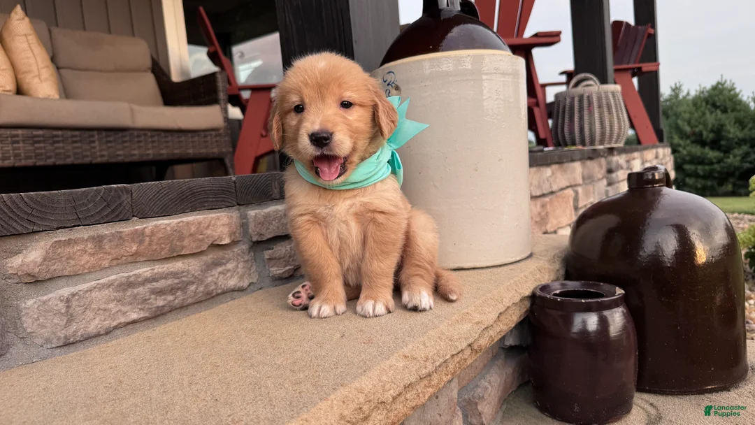 Golden Retriever dogs for sale: AKC Miss Sadie - Ad 2