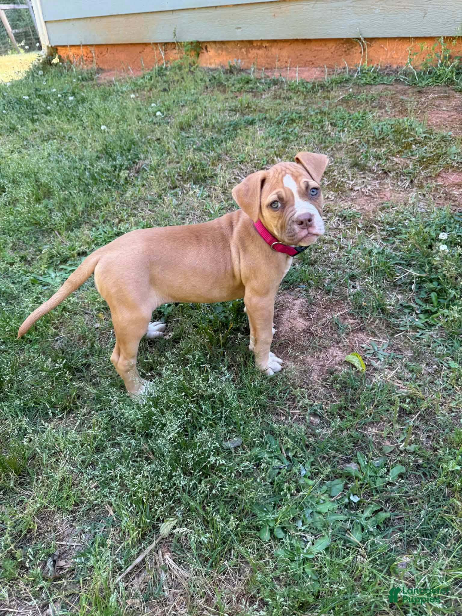 American Bulldog dogs Minnie  - Ad 1