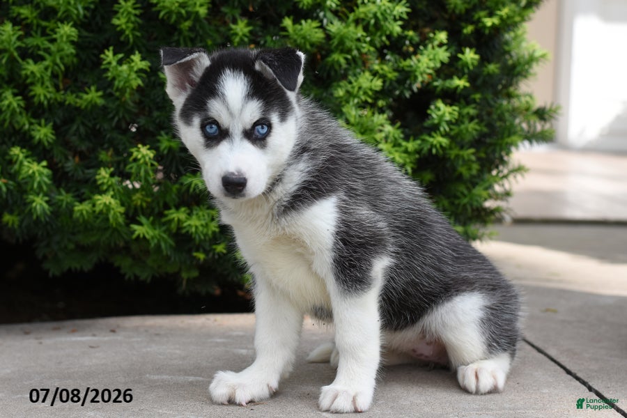 Siberian Husky dogs Gabby - Ad 1