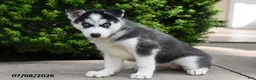 Siberian Husky dogs for sale: Gabby - Ad 1