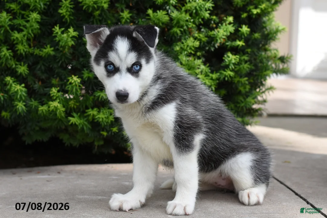 Siberian Husky dogs for sale: Gabby - Ad 1