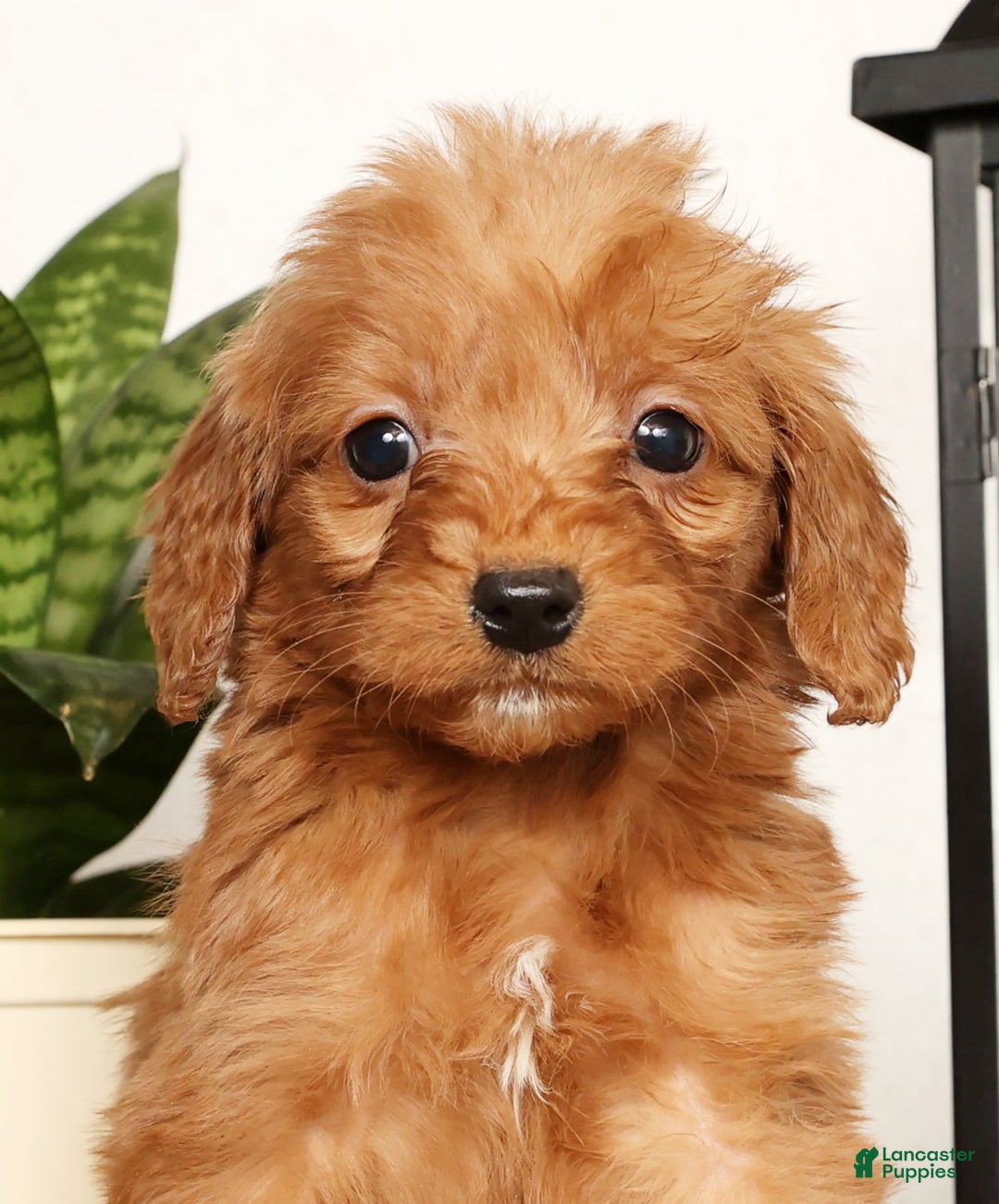 Mini Goldendoodle dogs for sale: Shelly - Ad 9