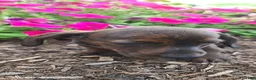 Miniature Dachshund dogs for sale: Dustin - Ad 4