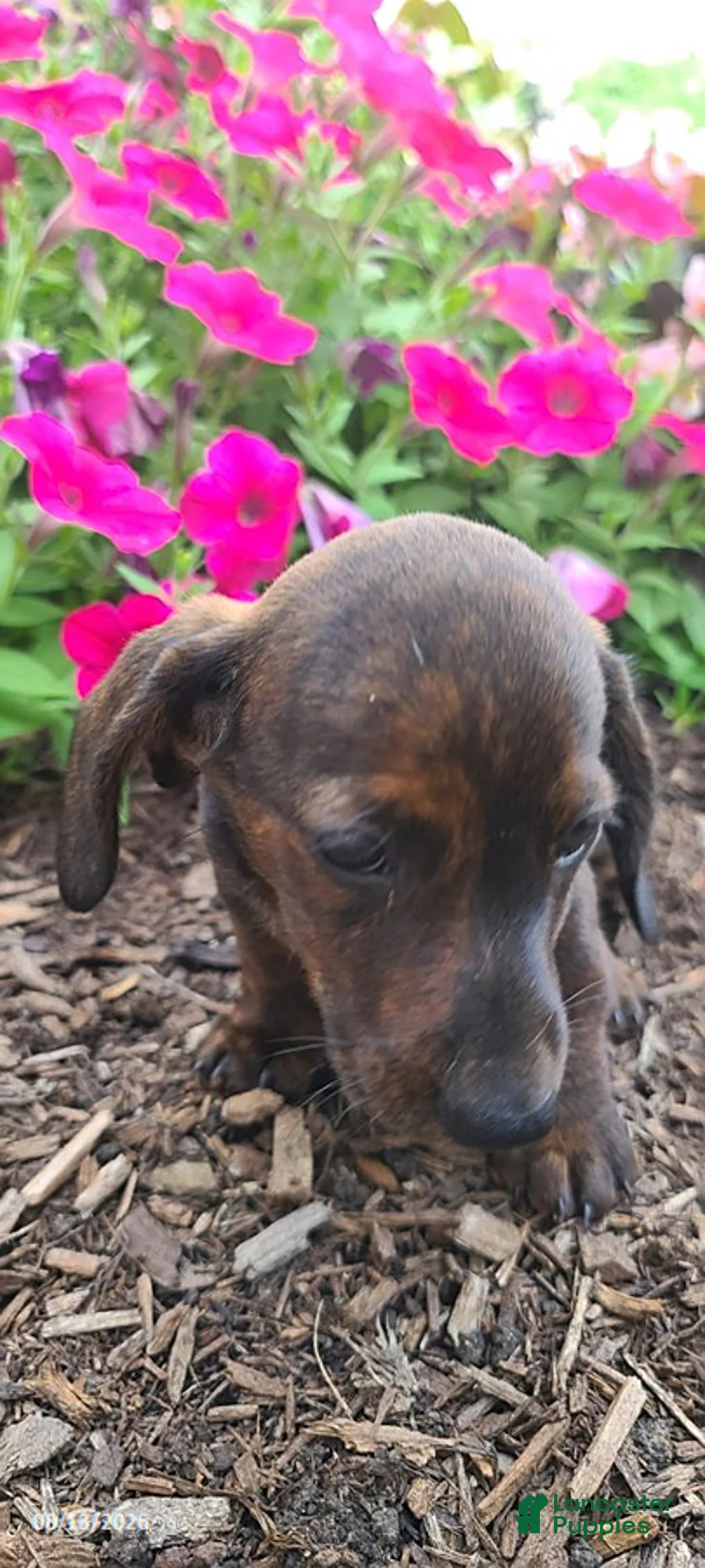Miniature Dachshund dogs for sale: Dustin - Ad 4