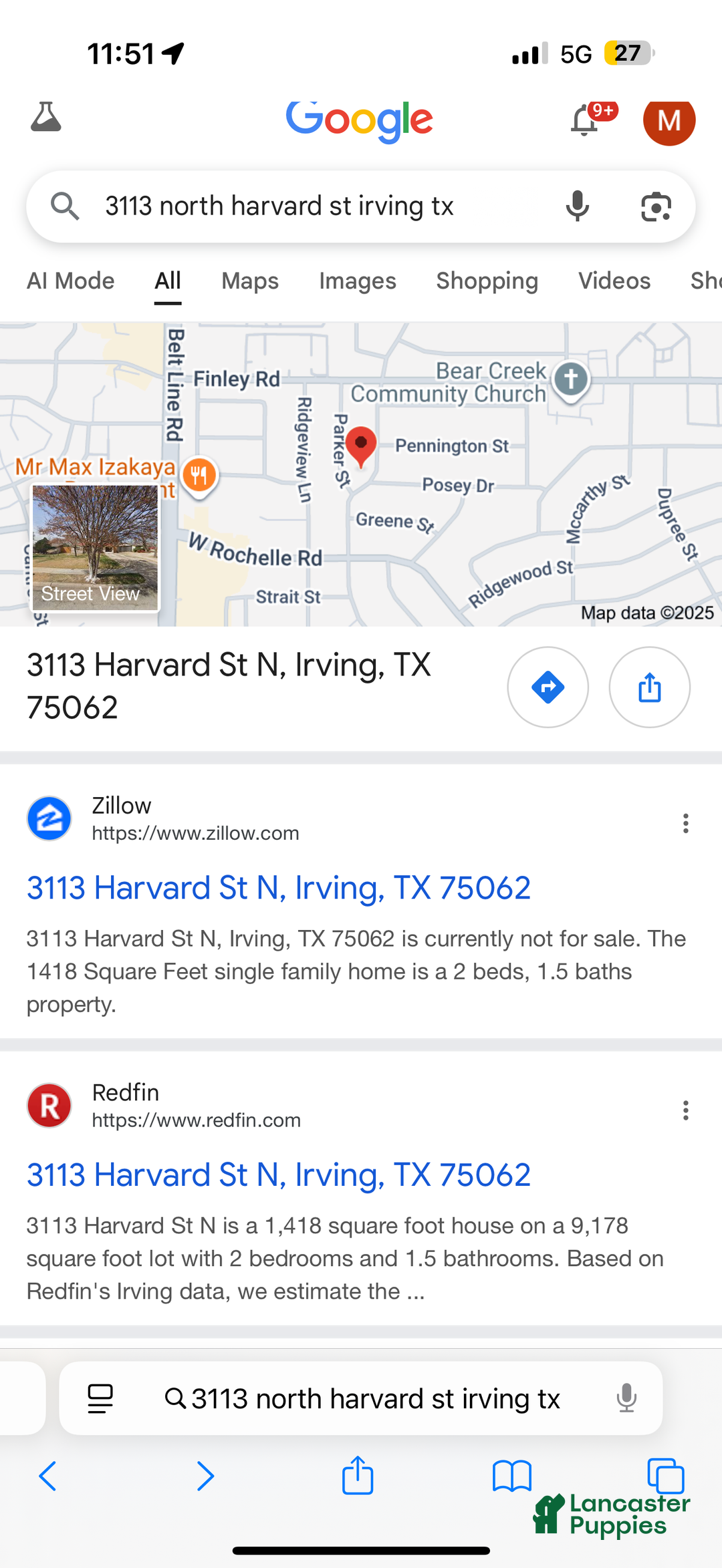 American Bully dogs for sale: American Bully Puppy  - Ad 3