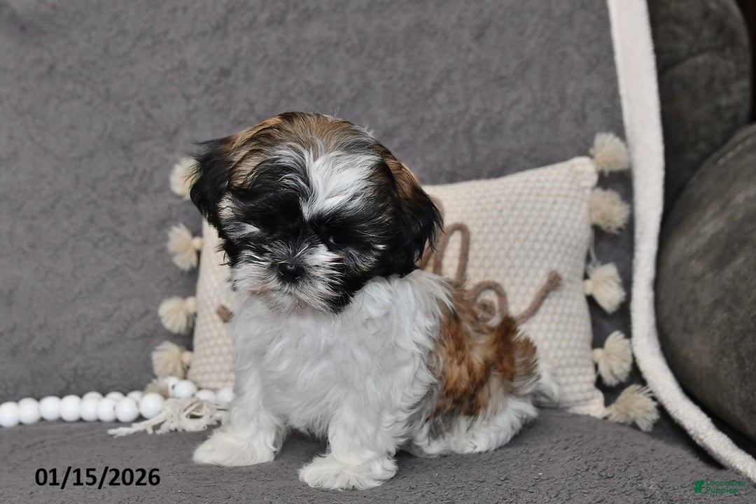 Shih Tzu dogs for sale: Cole - Ad 3