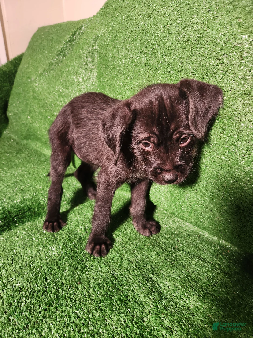 Mixed Breed dogs for sale: SHE'S A Blue - Ad 2