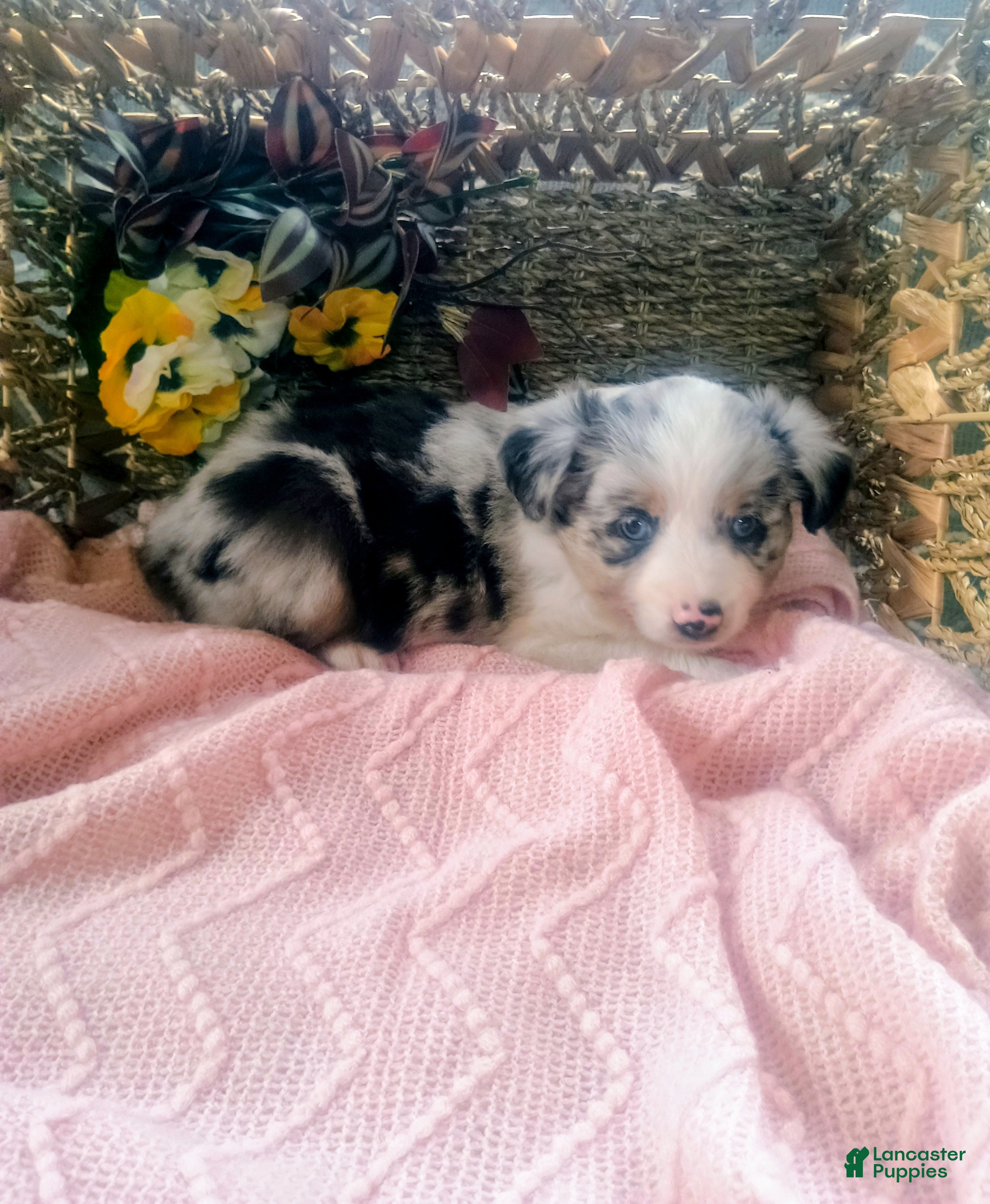 Toy Australian Shepherd dogs Toy Australian Shepherd Puppy 4 - Ad 1