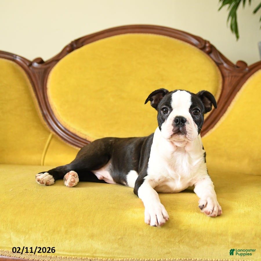 Boston Terrier dogs Prancer - Ad 37