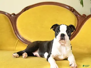 Boston Terrier dogs Prancer - Ad 37