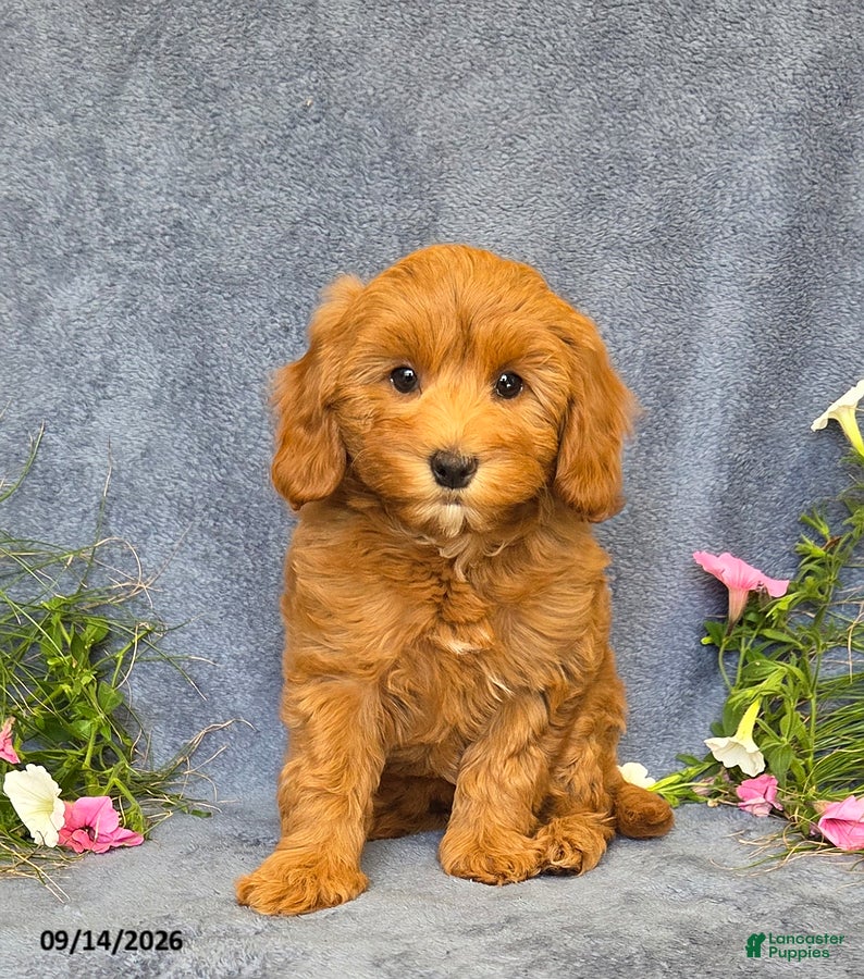 Cavapoo dogs Trinity - Ad 1