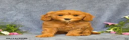 Cavapoo dogs for sale: Trinity - Ad 6