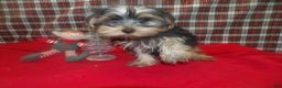 Yorkshire Terrier dogs for sale: Alex - Ad 4
