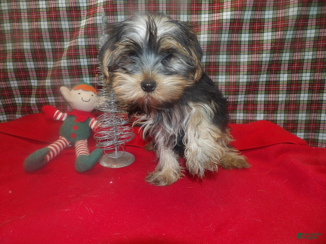 Yorkshire Terrier dogs for sale: Alex - Ad 4