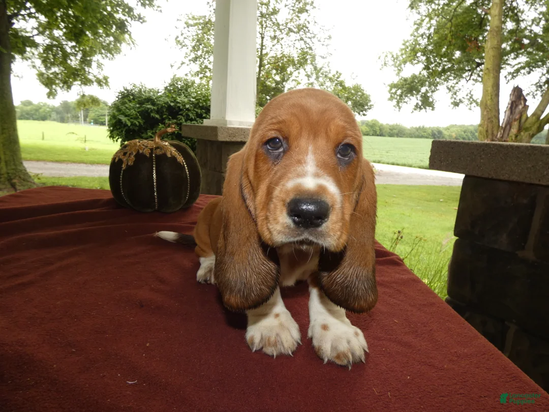 Basset Hound dogs for sale: Basset Hound 6 Goldie - Ad 2