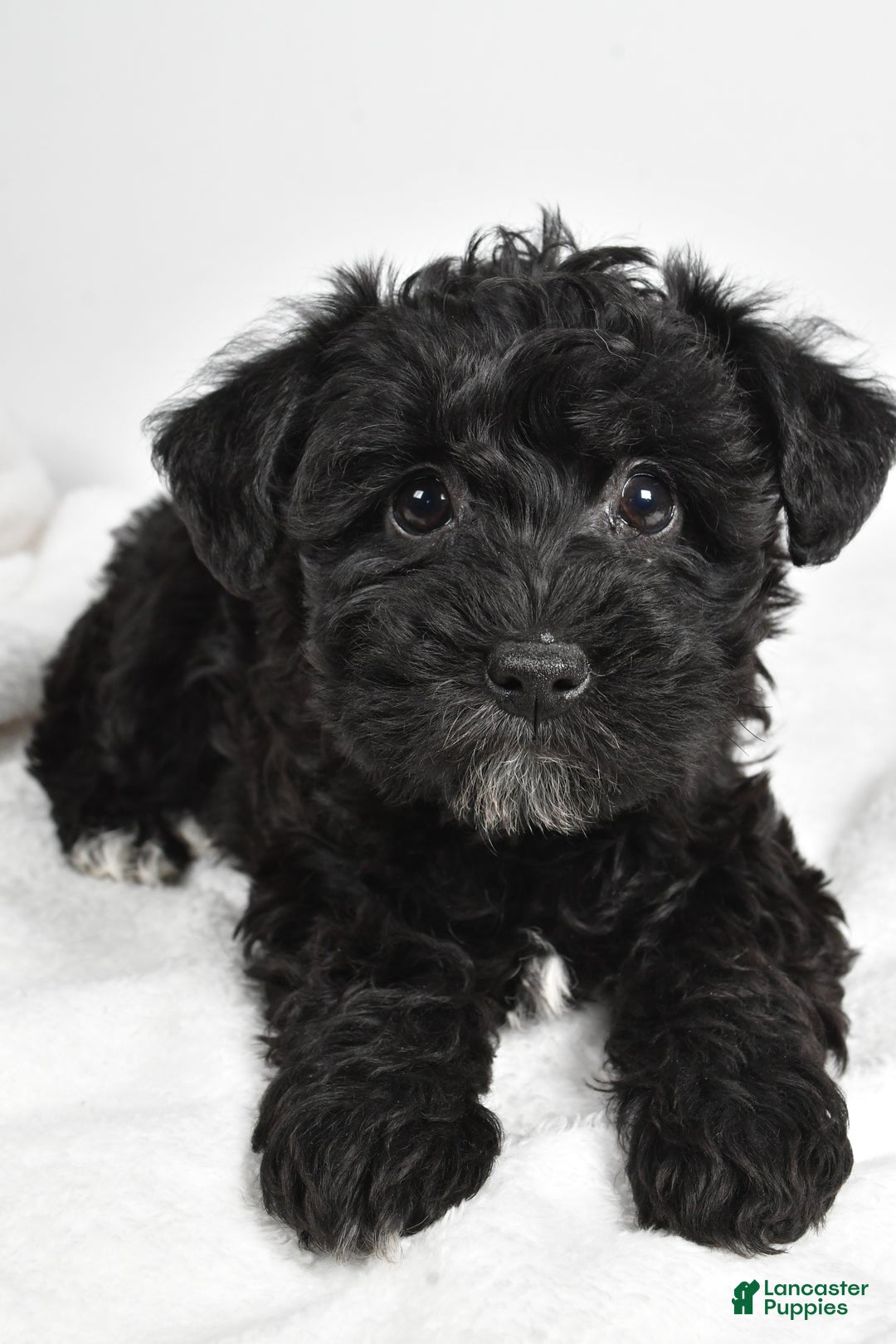 Mixed Breed dogs for sale: Chloe - Ad 6