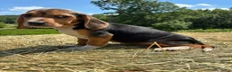 Beagle dogs for sale: Beagle 5 - Ad 4